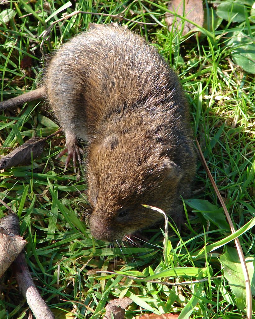 Campagnol terrestre dans l'herbe
